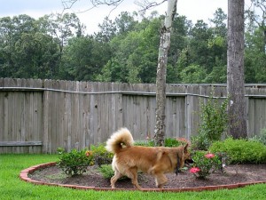 photo of the dog by the bushes